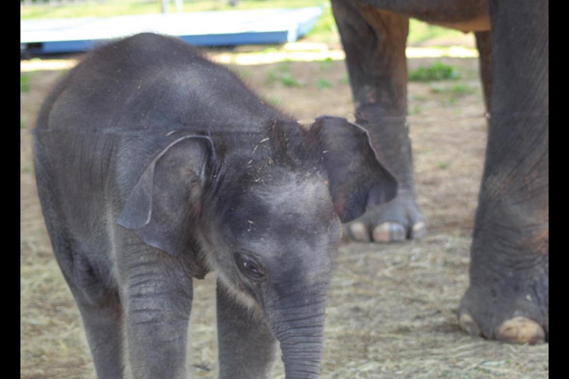 	Endangered Ark Foundation holds baby shower for new elephant