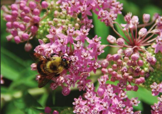 PLANT A VARIETY of bee attracting flowers like swamp milkweed, a North American native plant. Photo Courtesy / MelindaMyers.com