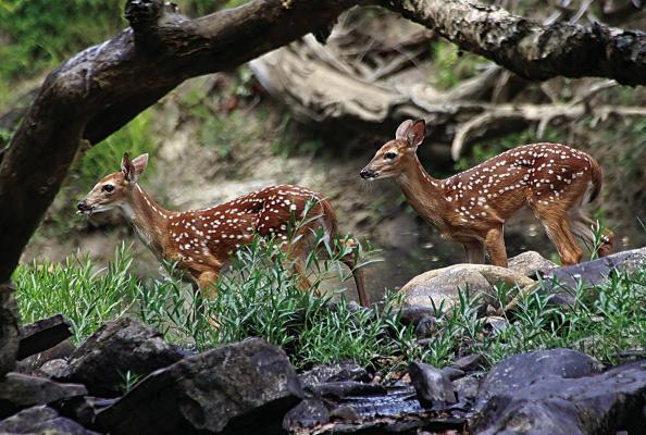 The Choctaw Cultural Center will open the outdoor photography exhibition Kowi Haiaka Ikwehpowo (Unspoiled Wilderness): Photography from the Round Bottom Ranch by Gene Blackwell on April 29. The public is invited to view the photos of southeast Oklahoma wildlife and landscapes. Photo Courtesy / Up the Creek Photography