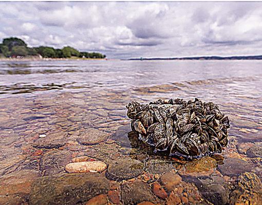 Invasive species confirmed in Dave Boyer Lake near Walters