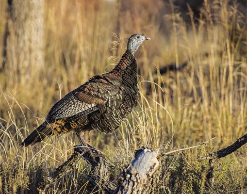 Photo Courtesy / David McGowen, Adobe Photostock