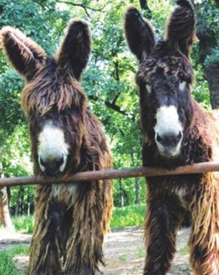 Photo courtesy of Patrick Archer and Christopher Jones, featuring their purebred Poitou donkeys at their farm in Grandview, Texas.