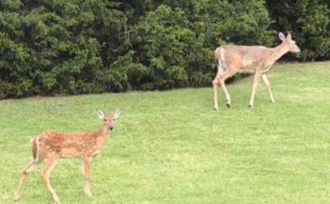 Deer in the headlights