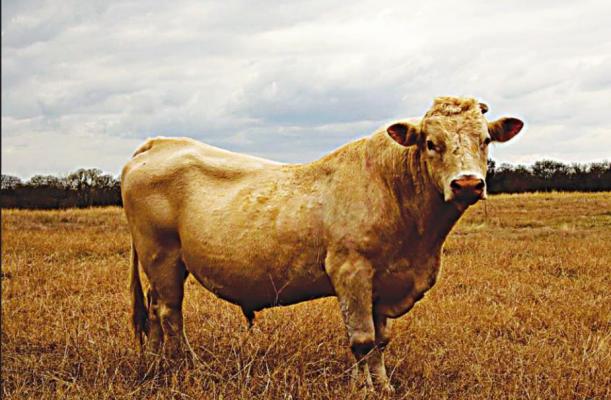 A sound season: What to know about bull breeding and the BSE