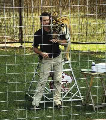 Tiger caregiver perishes during training event