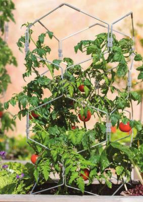 SET TOMATO stakes or towers in place at the time of planting and make sure they are strong and tall enough to support the mature plants. Photo Courtesy / Gardener’s Supply Co.