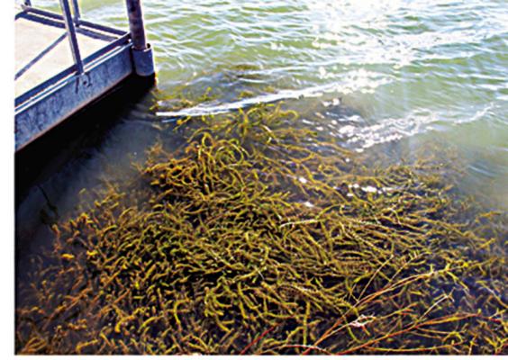 Hydrilla in Lake Murray by Priscilla Crawford/ iNaturalist CC-BY-NC).