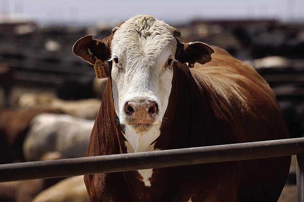 A Bezner Beef raised cow feeds at their yard outside of Dalhart, Texas, July 19, 2023. They raise roughly 16,000 head of cattle. Photo Courtesy /Tom Fox, Staff Photographer