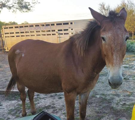 Missing Mule