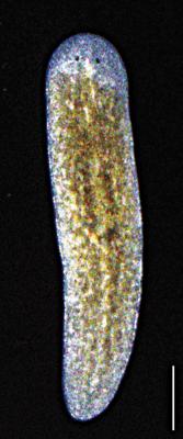 OMRF scientists identify key