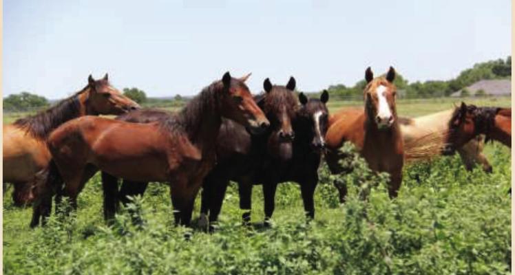 Head out to the wild horse and burro event in H