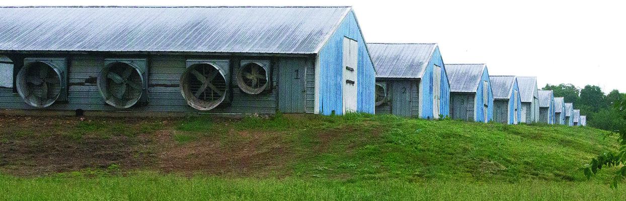 Poultry houses stand in a row on an Adair County farm. Photo Courtesy / Kelly Bostian, KJBOutdoors