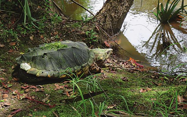 The alligator snapping turtle, a large freshwater turtle known for powerful jaws that can snap a broom handle in half, is fighting a tough battle. Photo Courtesy / Bradley O’Hanlon, Florida Fish and Wildlife Conservation Commission