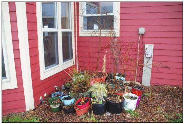 Moving containers to a sheltered location and placing them close together for added insulation is one strategy to help them survive cold winter temperatures. Photo Courtesy / Melinda Myers, LLC