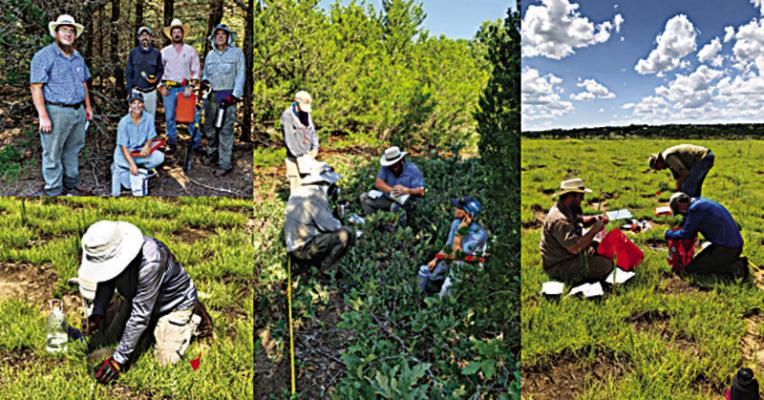 Cool things in conservation