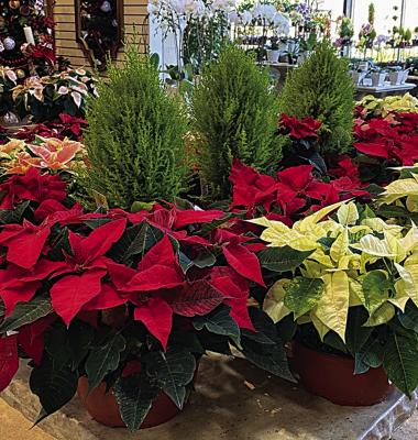 Christmas tree alternatives that provide year-round beauty