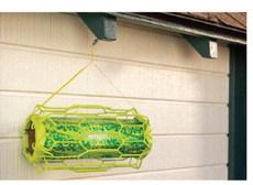 Combat Carpenter Bees with Early Prevention