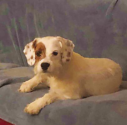 I am looking for my precious little dog, Dottie, that got out of my yard on the west side of Hugo (near salebarn) last week. If you find or see this little puppy, please contact Terry Ishmael-Barry at 918.373.2683 or make a post on Hugo Helping Hugo Facebook page.