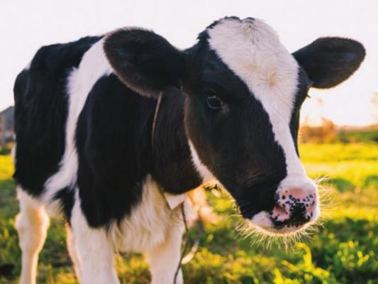Battling Bovine Respiratory Disease...BVD