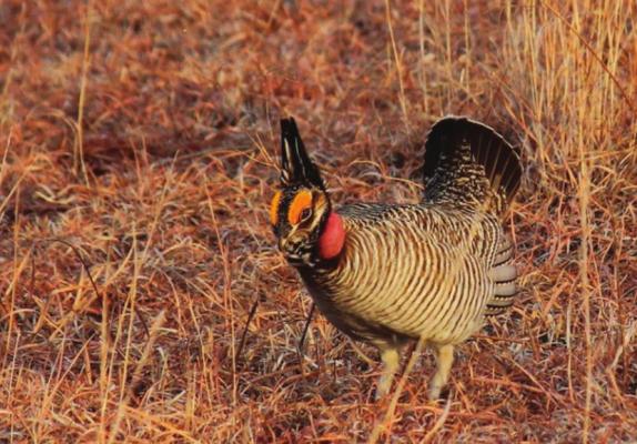 Lesser prairie chicken. Photo Courtesy / USFWS