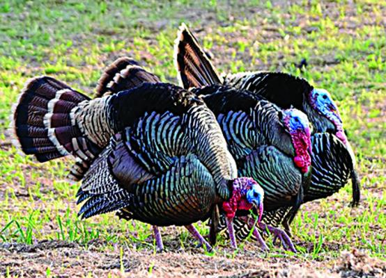 Turkey hunting workshops slated for early April