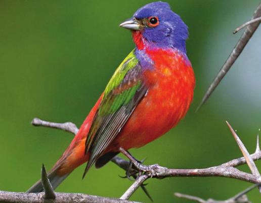 Painted Bunting... (Jim Arterburn photo/Courtesy)