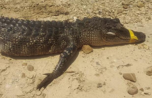 Wildlife officials report poaching of alligator in Choctaw County