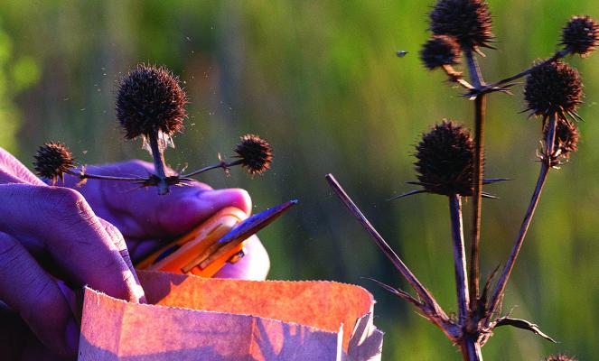 Native Seed Bank encourages amateur wildflower seed collectors
