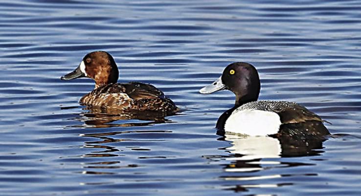The lesser scaup is the subject for this year’s Oklahoma Waterfowl Stamp Design Competition. Artists should register online now, and submit art entries by Aug. 31. Photo Courtesy / Joe Walewski/iNaturalist CC-BYNC