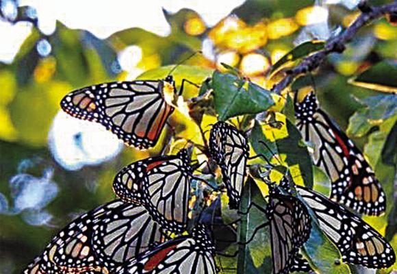 The Fall Monarch Migration has officially reached Oklahoma!