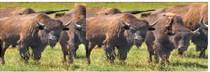 Buffalo spirit...
