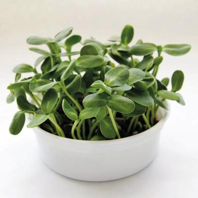 Grow fast, fun and easy microgreens