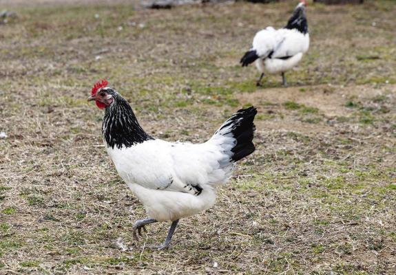 Melissa Holderby’s backyard flock in Bristow are a mix of several poultry breeds. She is currently awaiting a shipment of spring chicks. Photo by OSU Agriculture