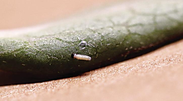 The size of a pencil lead, a newly hatched monarch butterfly caterpillar rests next to its first meal, its eggshell, laid on a milkweed leaf by a female that returned to Oklahoma last week. Photo Courtesy / Sandra Schwinn