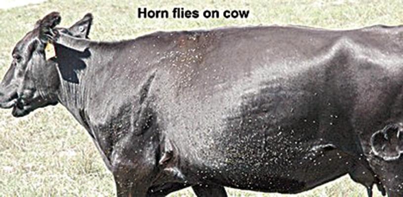 Controlling flies for livestock