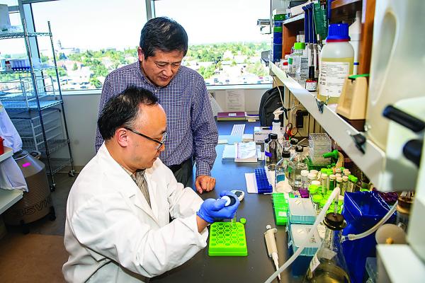 Oklahoma Medical Research Foundation scientists Bojing Shao, Ph.D. (sitting), and Lijun Xia, M.D., Ph.D.