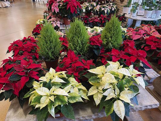 Lemon cypress trees add interest and texture to this poinsettia display. Photo Courtesy / MelindaMyers.com