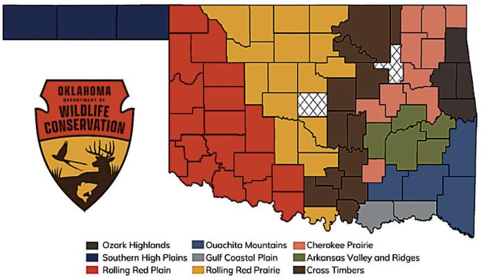 Habitat, weather keys to 2024 Bobwhite boom