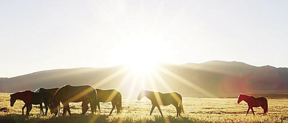 Adopt a wild horse or burro during BLM’s July online corral auction