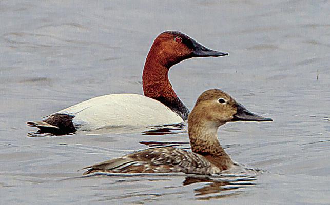 A pair of canvasbacks resting on the water. This species is the subject for this year’s Oklahoma Duck Stamp Design Contest. Entries are due by Aug. 29. Dan Seiffert / Flickr CC BY-NC2