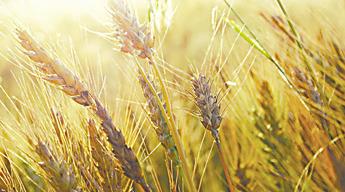 Deadline to apply for value-added producer grants program is May 11