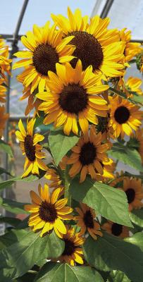 Plant sunflowers for a season of enjoyment