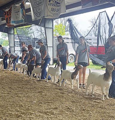 Aubree Edwards learns the ropes at show goat camp