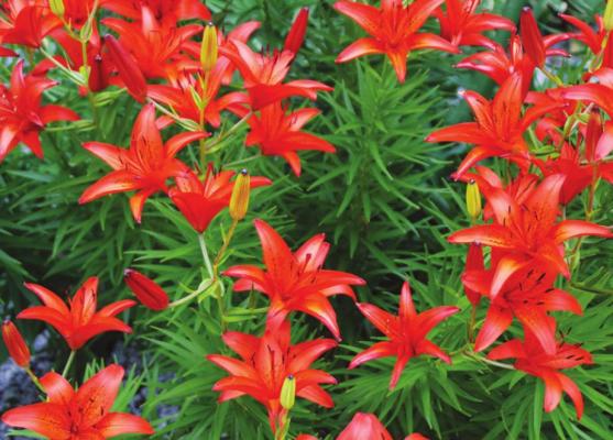 LILIES GROW from bulbs and their large prominent flowers brighten up gardens and provide vertical appeal. Photo Courtesy / Melinda Myers, LLC