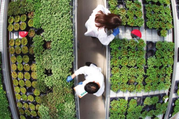 NOBLE RESEARCH INSTITUTE focuses on research that will help farmers and ranchers improve land stewardship and productivity regionally, nationally and internationally.