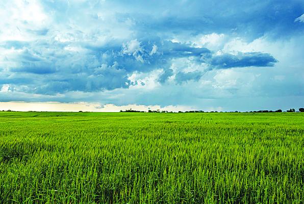 Spring pasture management