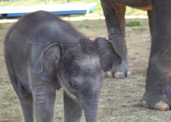 	Endangered Ark Foundation holds baby shower for new elephant