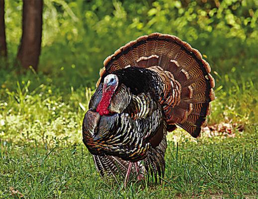 A strutting gobbler in all its glory is a sight thousands of hunters are hoping to witness as spring turkey hunting seasons are almost here. The regular spring season runs from April 16 to May 16. Photo Courtesy / Sheryl Smith, Readers’ Photo Showcase 2024