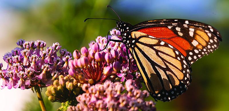 The emergence of late southern-state monarchs still shrouded in mystery