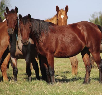 Wild horse, burro event scheduled